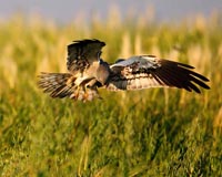Wiesenweihe  - Zum Vergroessern klicken!